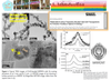 Super-interplay in hybrid material
