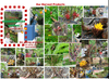 How to build Nanomedicine Garden